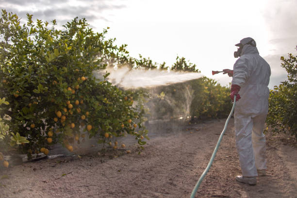 Best Termite Control Services  in Luckey, OH