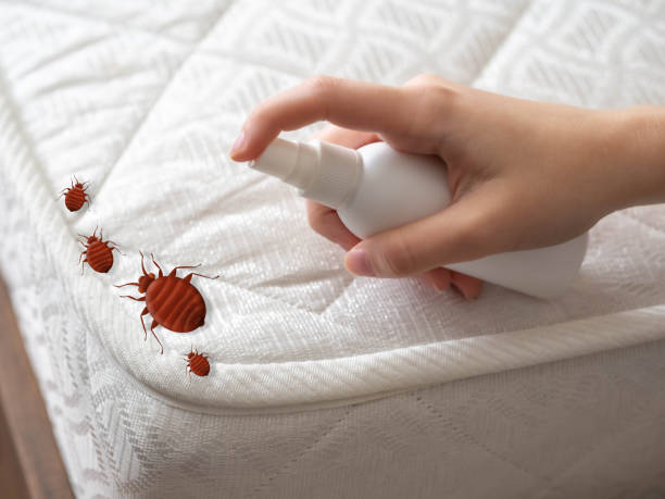 Best Flea Control Services  in Luckey, OH