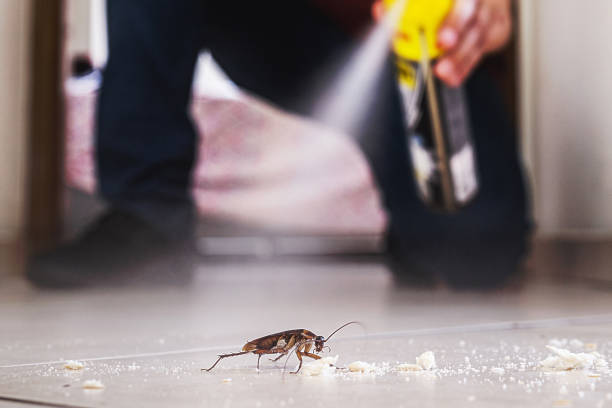 Best Insect Control  in Luckey, OH