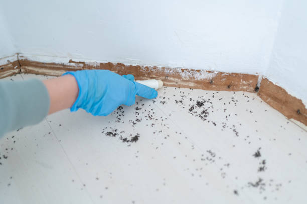 Flea Control Services in Luckey, OH